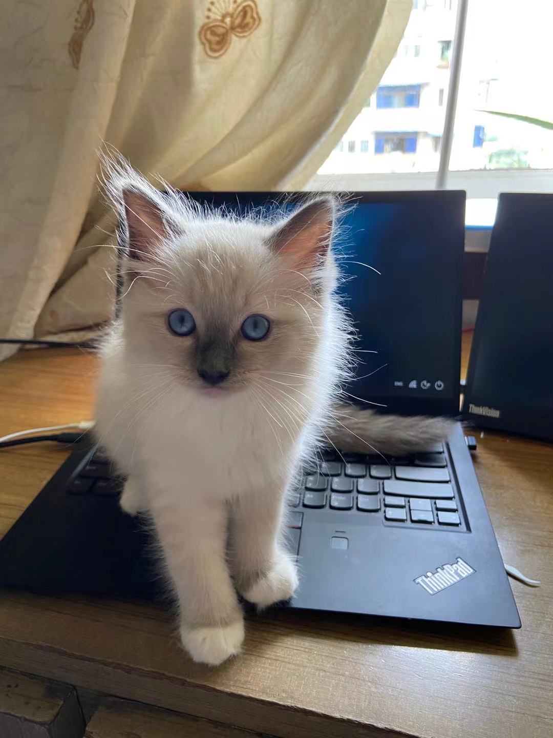 猫猫坐电脑